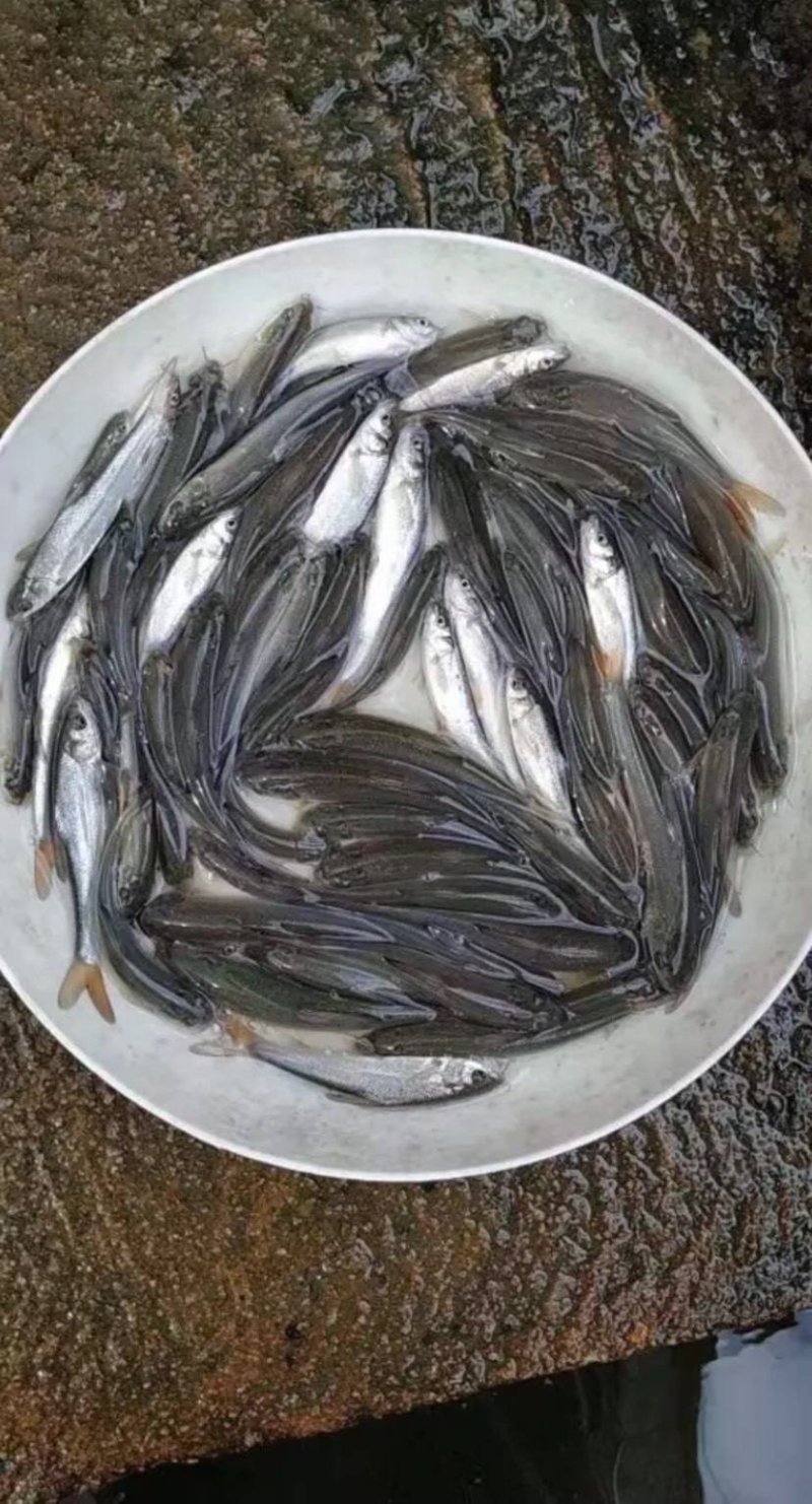 鱈鱼苗，渔场直发，淡水养殖，包成活率，送货上门，免费技术