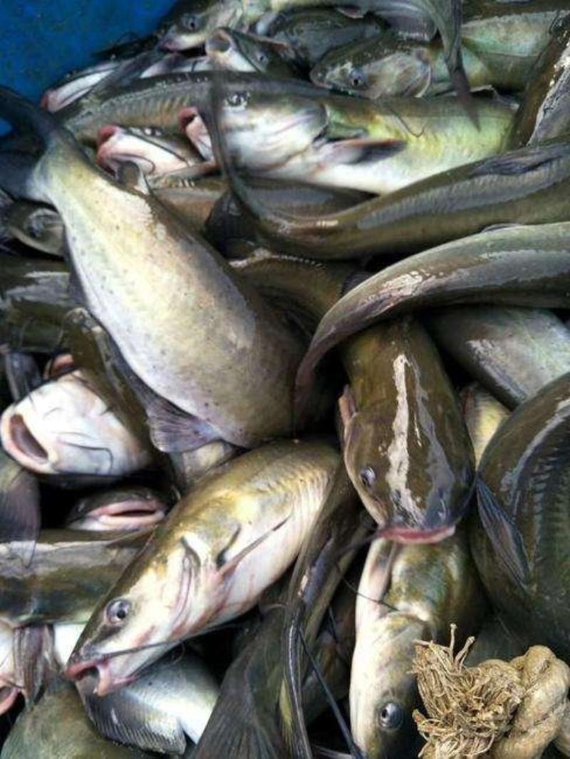 江团鱼苗及成品鱼，淡水养殖，包成活率，送货上门，免费技术
