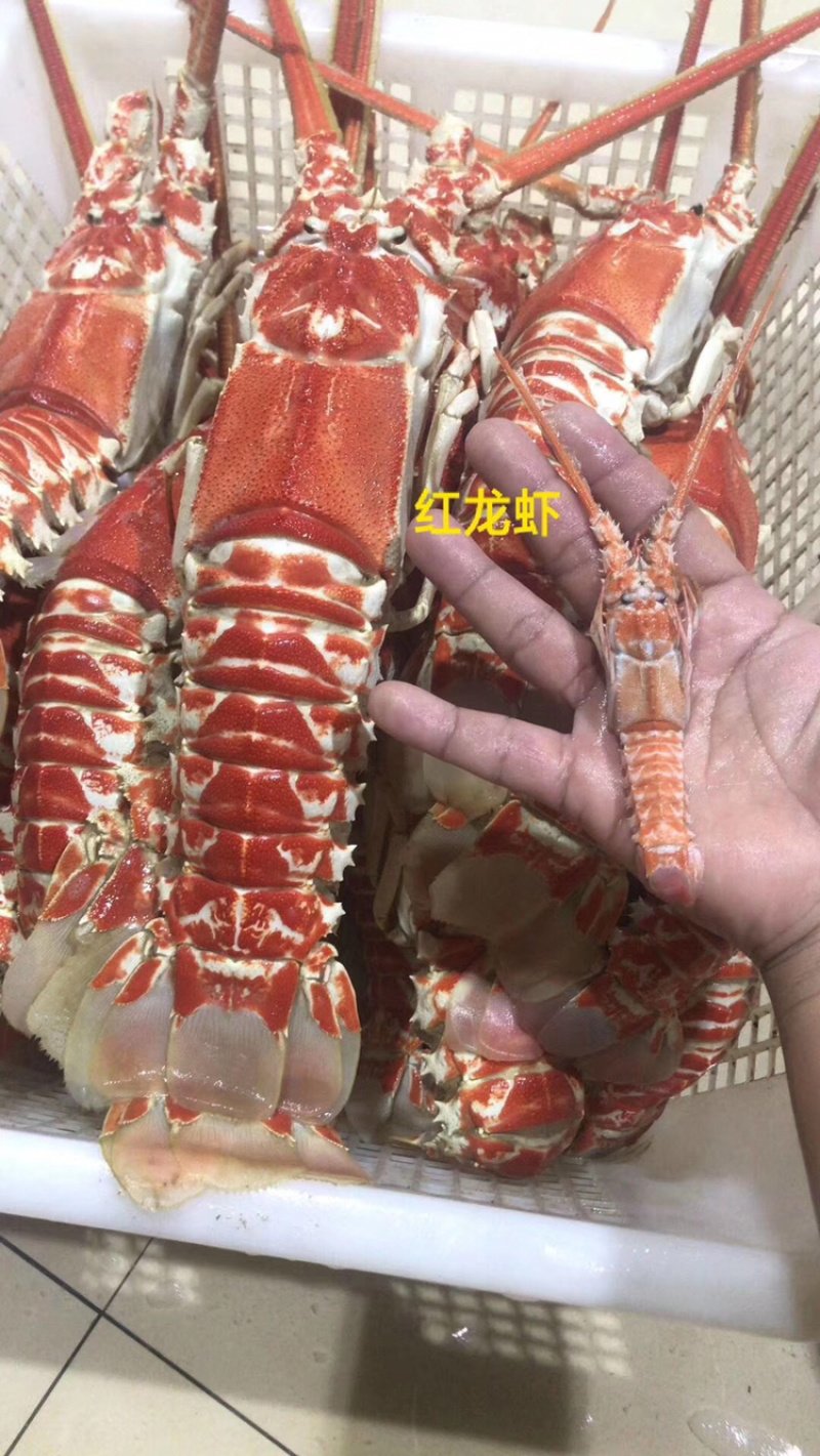 龙虾深海红龙虾，海捕龙虾铁甲龙虾冷冻海鲜一手货源