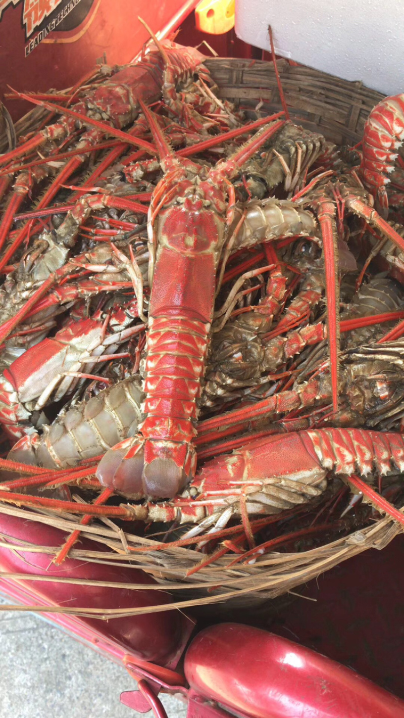 龙虾深海红龙虾，海捕龙虾铁甲龙虾冷冻海鲜一手货源