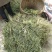 香苜蓿调味调料香料香草凉皮调料香苜蓿香料香豆子花卷蒸馍卤