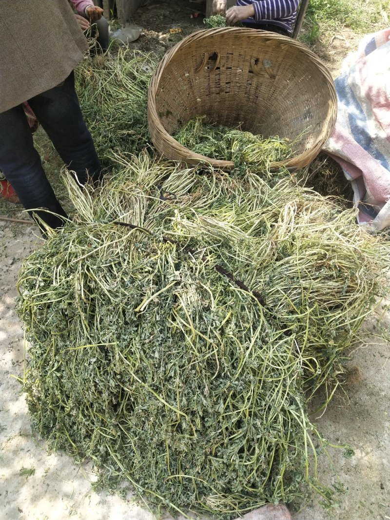 香苜蓿调味调料香料香草凉皮调料香苜蓿香料香豆子花卷蒸馍卤
