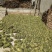 香苜蓿调味调料香料香草凉皮调料香苜蓿香料香豆子花卷蒸馍卤