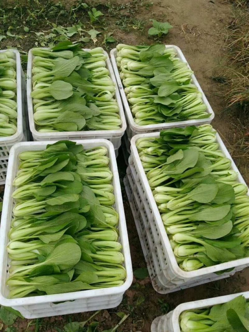 上海青