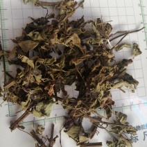 猫须草，广西地产中药材，货好颜色漂亮，现货供应