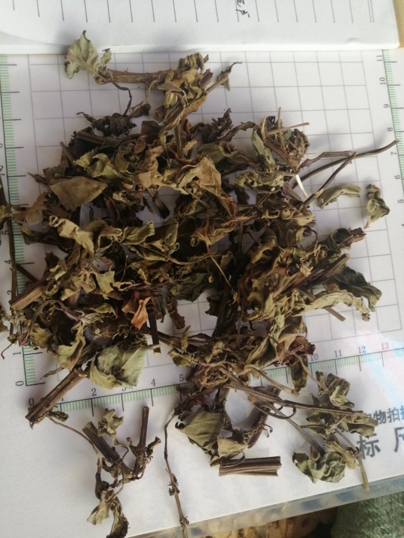 猫须草，广西地产中药材，货好颜色漂亮，现货供应