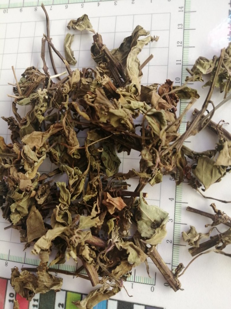 猫须草，广西地产中药材，货好颜色漂亮，现货供应