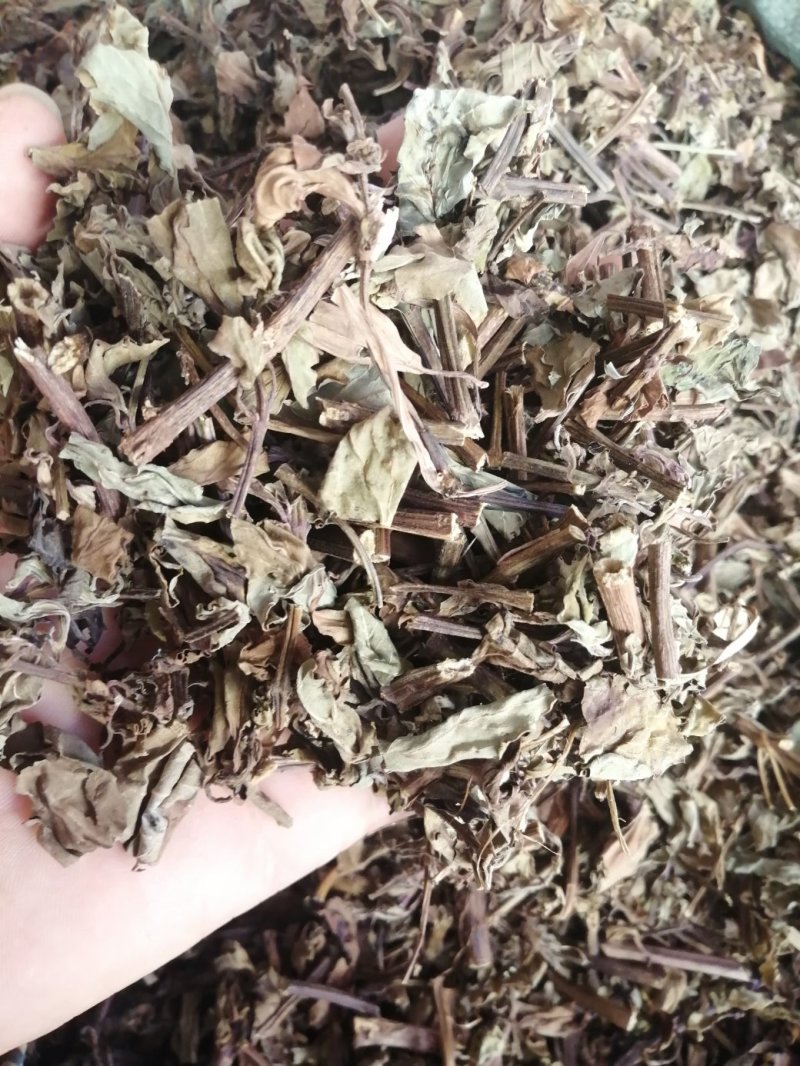 猫须草，广西地产中药材，货好颜色漂亮，现货供应