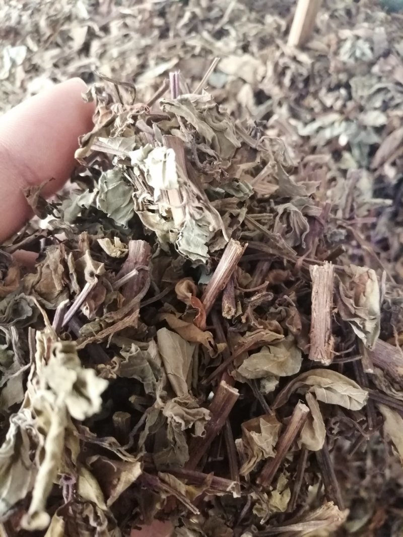 猫须草，广西地产中药材，货好颜色漂亮，现货供应