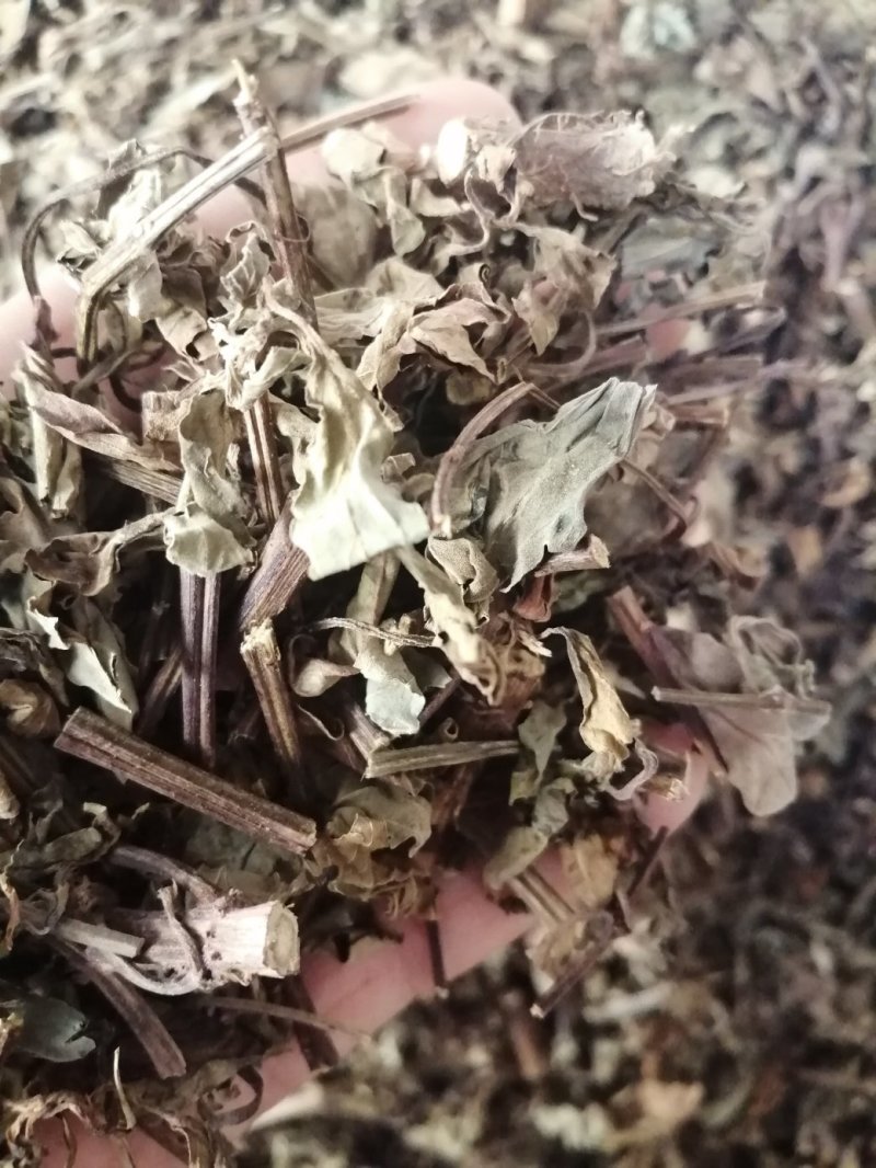 猫须草，广西地产中药材，货好颜色漂亮，现货供应