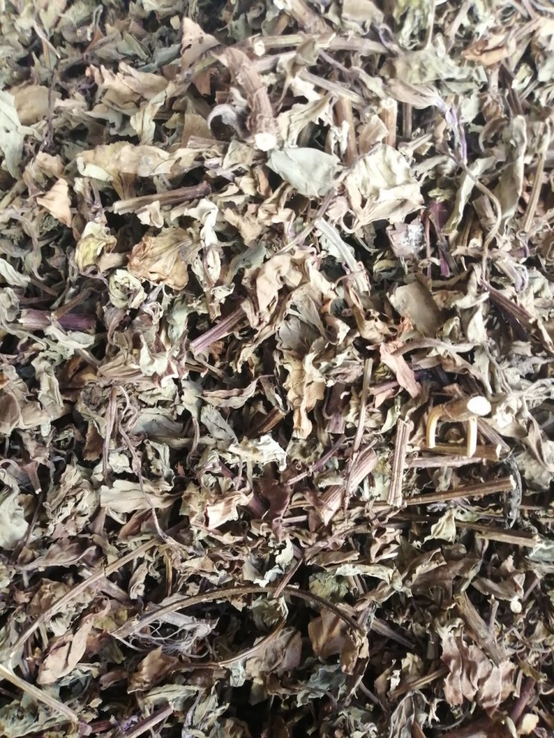 猫须草，广西地产中药材，货好颜色漂亮，现货供应