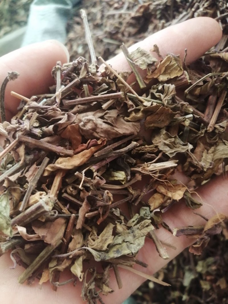 猫须草，广西地产中药材，货好颜色漂亮，现货供应