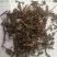 猫须草，广西地产中药材，货好颜色漂亮，现货供应