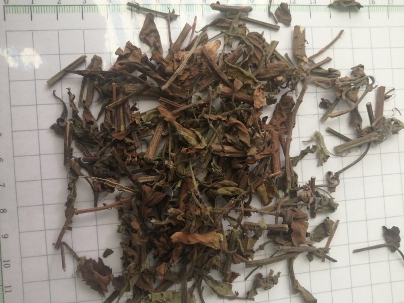 猫须草，广西地产中药材，货好颜色漂亮，现货供应