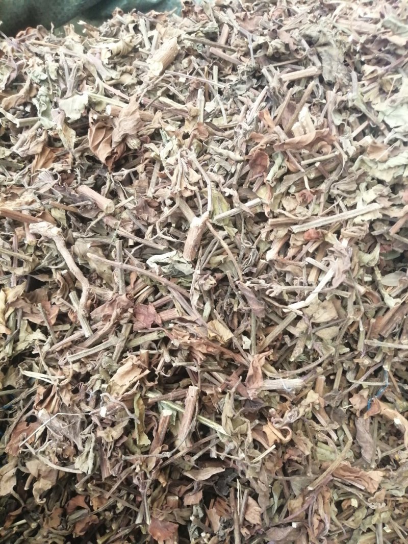 猫须草，广西地产中药材，货好颜色漂亮，现货供应