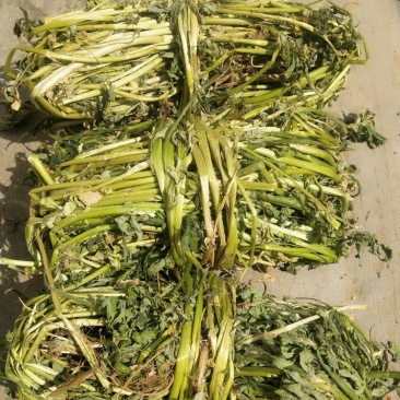 香苜蓿调味调料香料香草凉皮调料香苜蓿香料香豆子花卷蒸馍卤