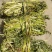 香苜蓿调味调料香料香草凉皮调料香苜蓿香料香豆子花卷蒸馍卤