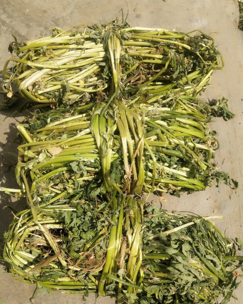 香苜蓿调味调料香料香草凉皮调料香苜蓿香料香豆子花卷蒸馍卤