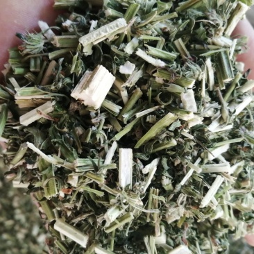 益母草，鲜货切片晒干，颜色青绿新鲜，现货供应