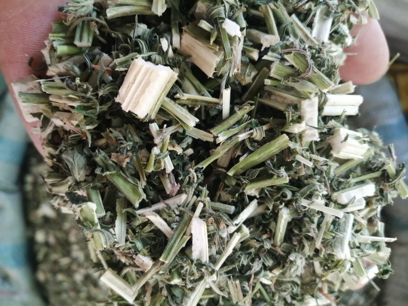 益母草，鲜货切片晒干，颜色青绿新鲜，现货供应