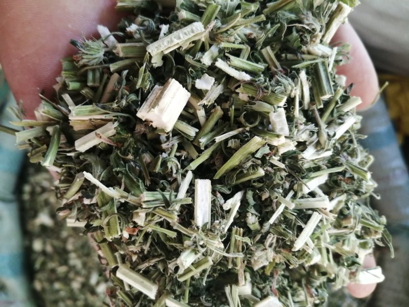 益母草，鲜货切片晒干，颜色青绿新鲜，现货供应