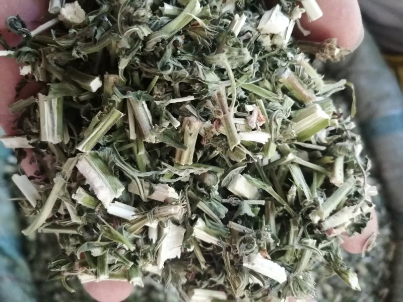 益母草，鲜货切片晒干，颜色青绿新鲜，现货供应