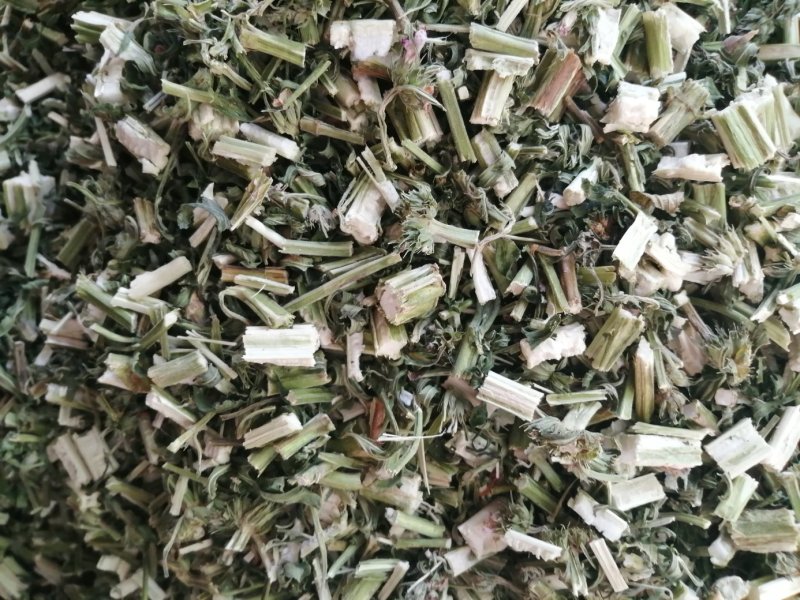 益母草，鲜货切片晒干，颜色青绿新鲜，现货供应