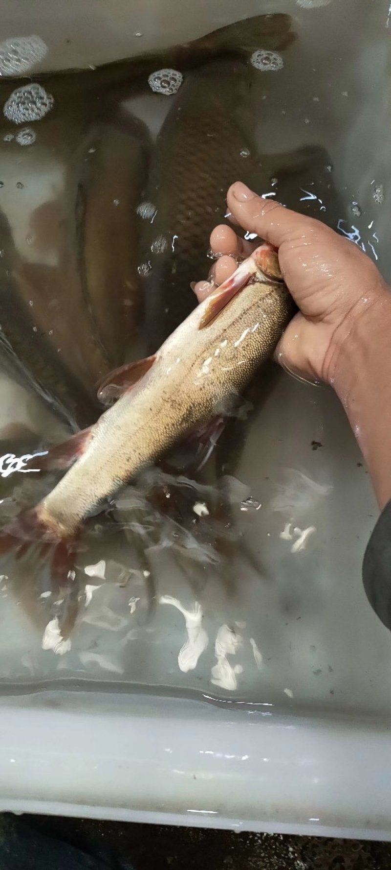 细鳞鱼