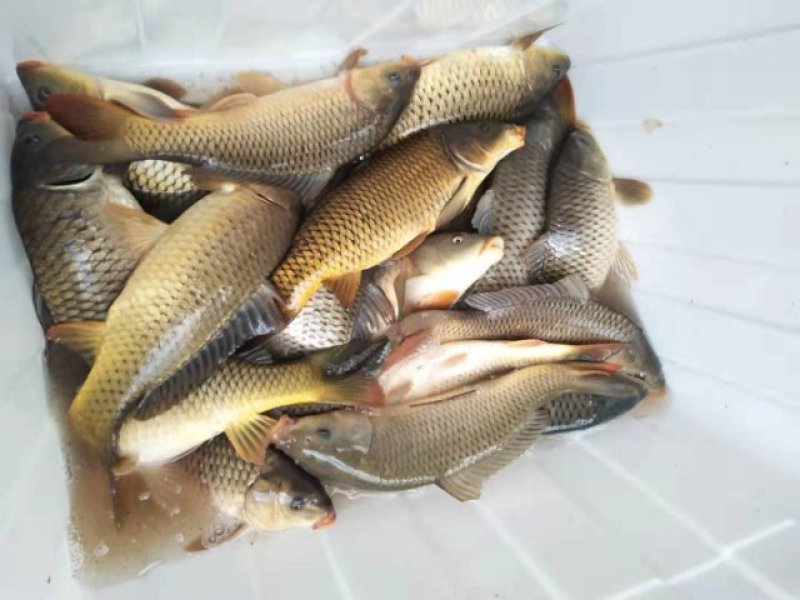 生态锂鱼