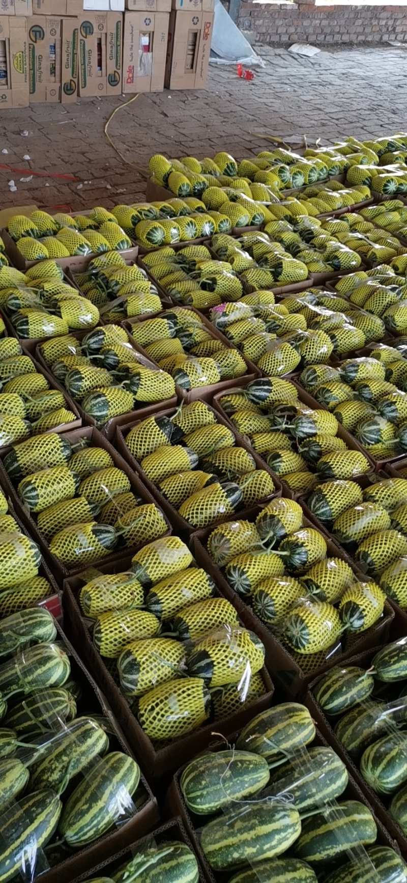精品博洋九博洋九一各种白瓜