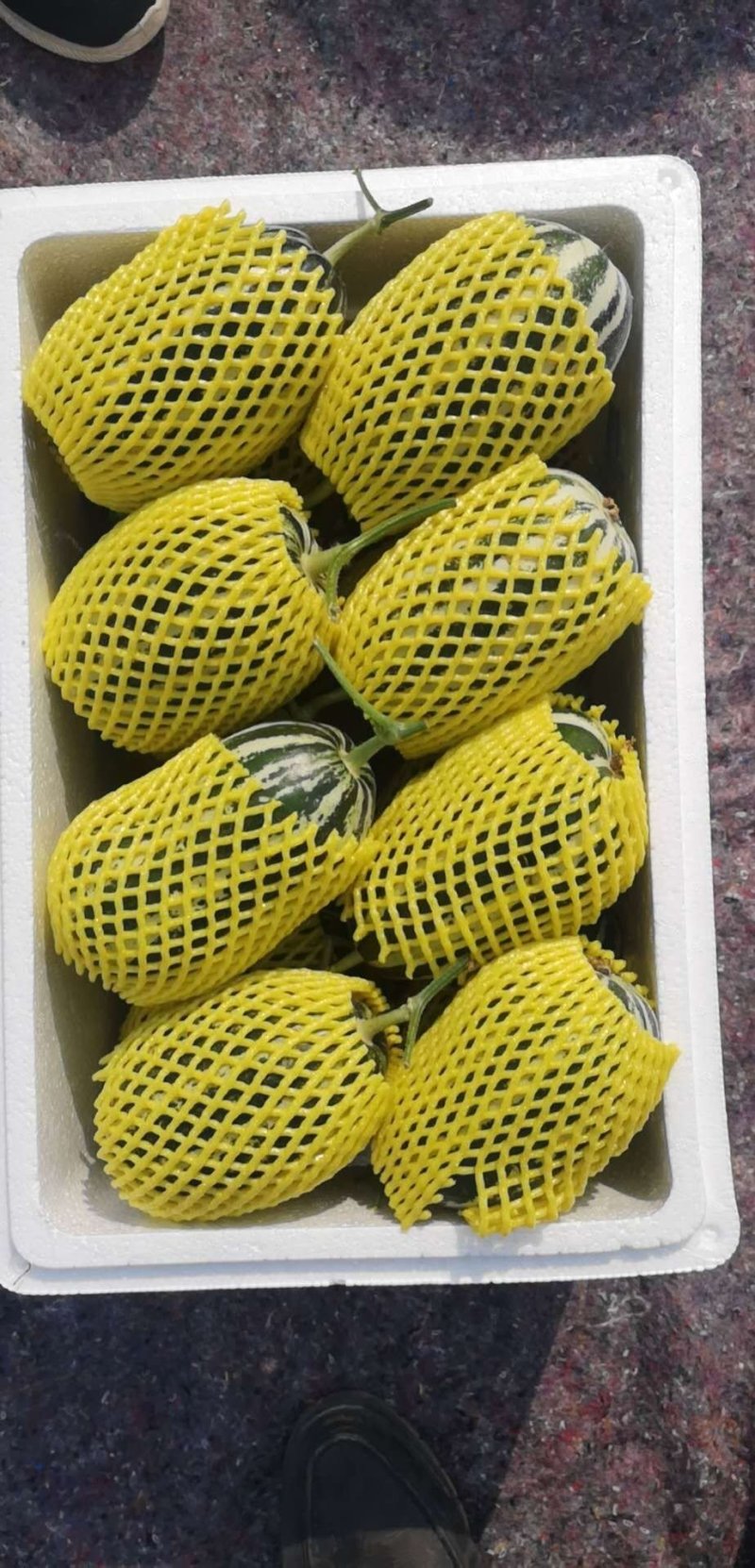 精品博洋九博洋九一各种白瓜