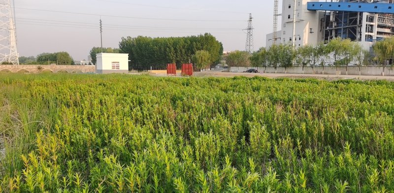 水生植物销售