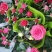 好养玫瑰花苗四季开花大花月季室内外客厅阳台桌面绿植观花卉