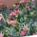 好养玫瑰花苗四季开花大花月季室内外客厅阳台桌面绿植观花卉