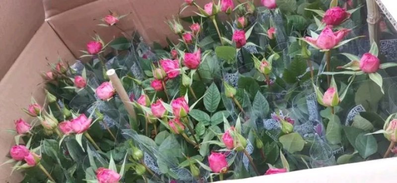 好养玫瑰花苗四季开花大花月季室内外客厅阳台桌面绿植观花卉
