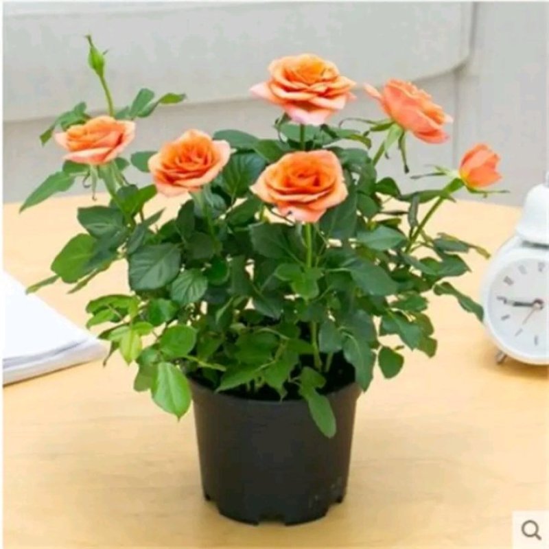 好养玫瑰花苗四季开花大花月季室内外客厅阳台桌面绿植观花卉