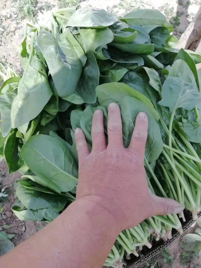 【协助装车】大叶菠菜支持各类包装冷库打冷一条龙服务