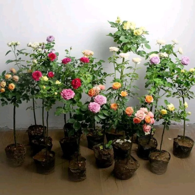 嫁接树状月季树形盆景大花树桩植物庭院栽植浓香四季花卉老桩