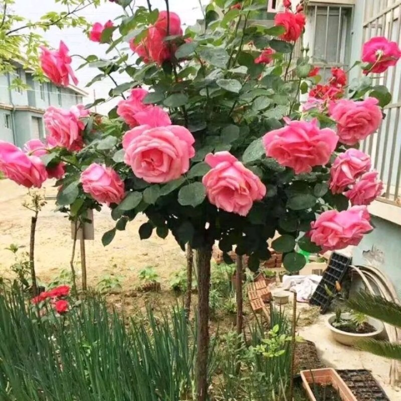 嫁接树状月季树形盆景大花树桩植物庭院栽植浓香四季花卉老桩