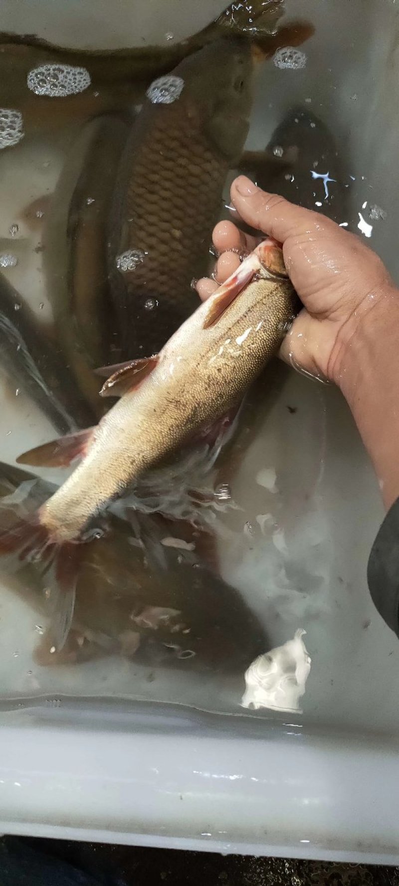 太平河细鳞鱼