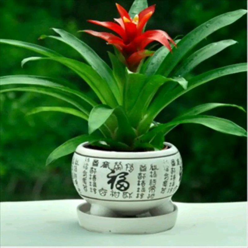 鸿运当头盆栽植物室内四季开花花卉带花苞水培植物水养绿植客