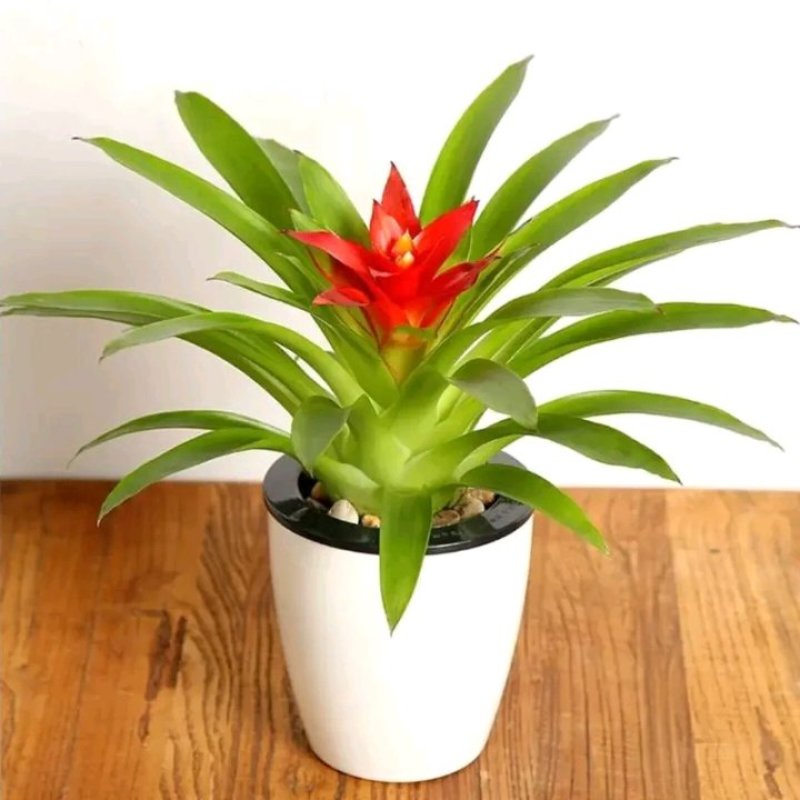 鸿运当头盆栽植物室内四季开花花卉带花苞水培植物水养绿植客