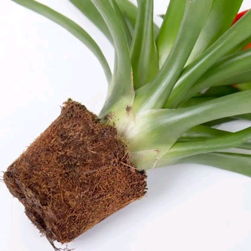 鸿运当头盆栽植物室内四季开花花卉带花苞水培植物水养绿植客