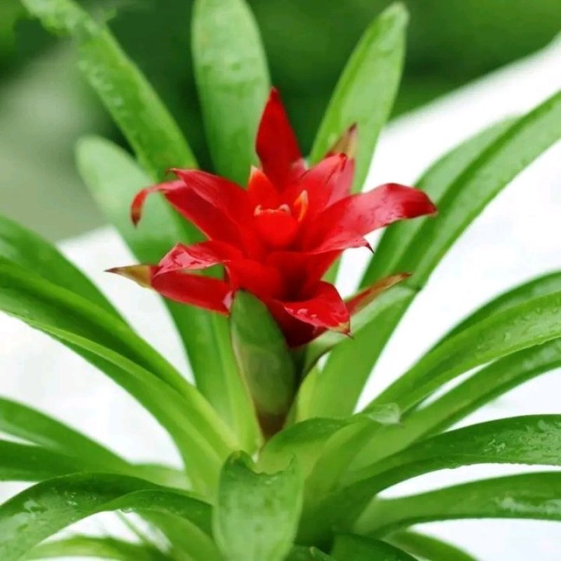 鸿运当头盆栽植物室内四季开花花卉带花苞水培植物水养绿植客
