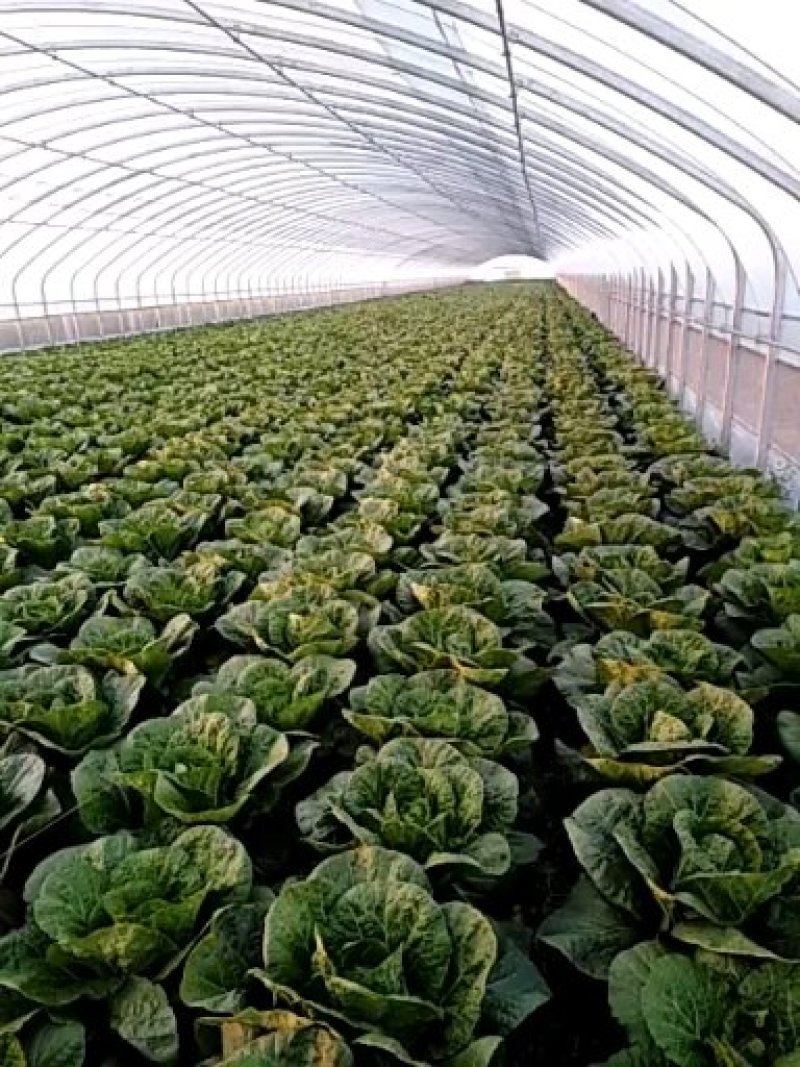 黄心白菜（莱西市量大、优质、冷库、棚子、陆地都有货、）