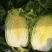 黄心白菜（莱西市量大、优质、冷库、棚子、陆地都有货、）