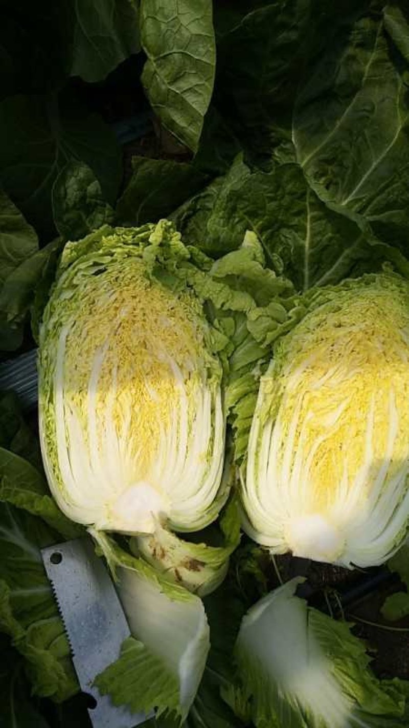 黄心白菜（莱西市量大、优质、冷库、棚子、陆地都有货、）