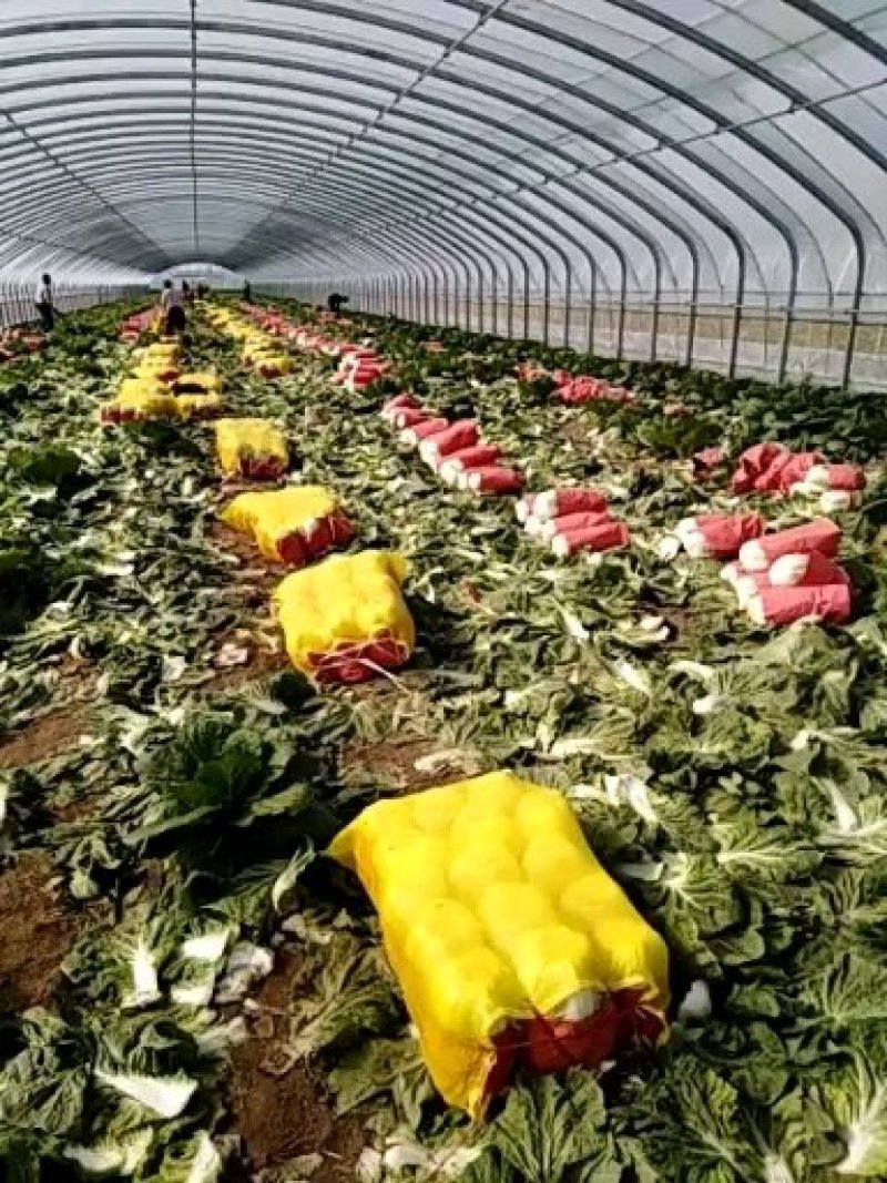 黄心白菜（莱西市量大、优质、冷库、棚子、陆地都有货、）