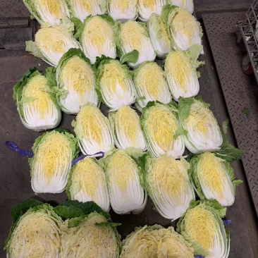 黄心白菜（莱西市量大、优质、冷库、棚子、陆地都有货、）