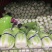 黄心白菜（莱西市量大、优质、冷库、棚子、陆地都有货、）